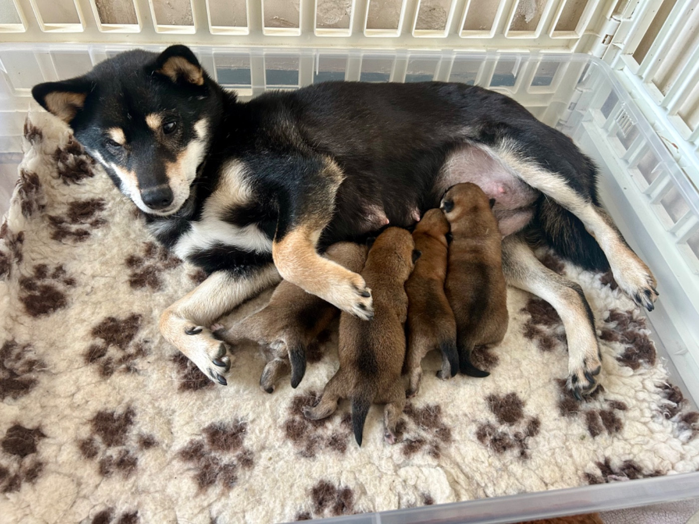 Les chiots de Mitsu sont nés