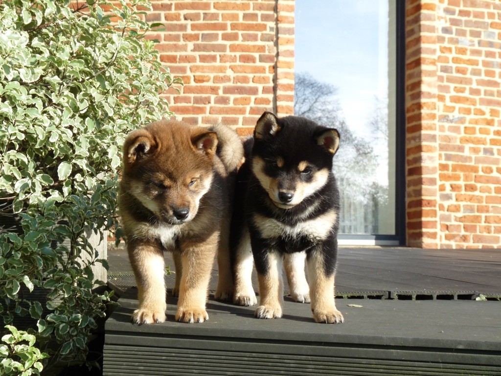 Portée Mitsu x Tengu