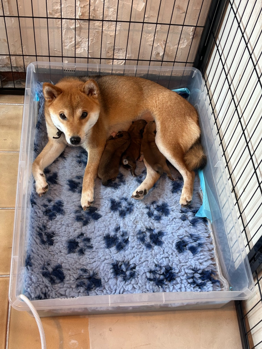 Chiot Shiba Go Tsuki Kage Kensha