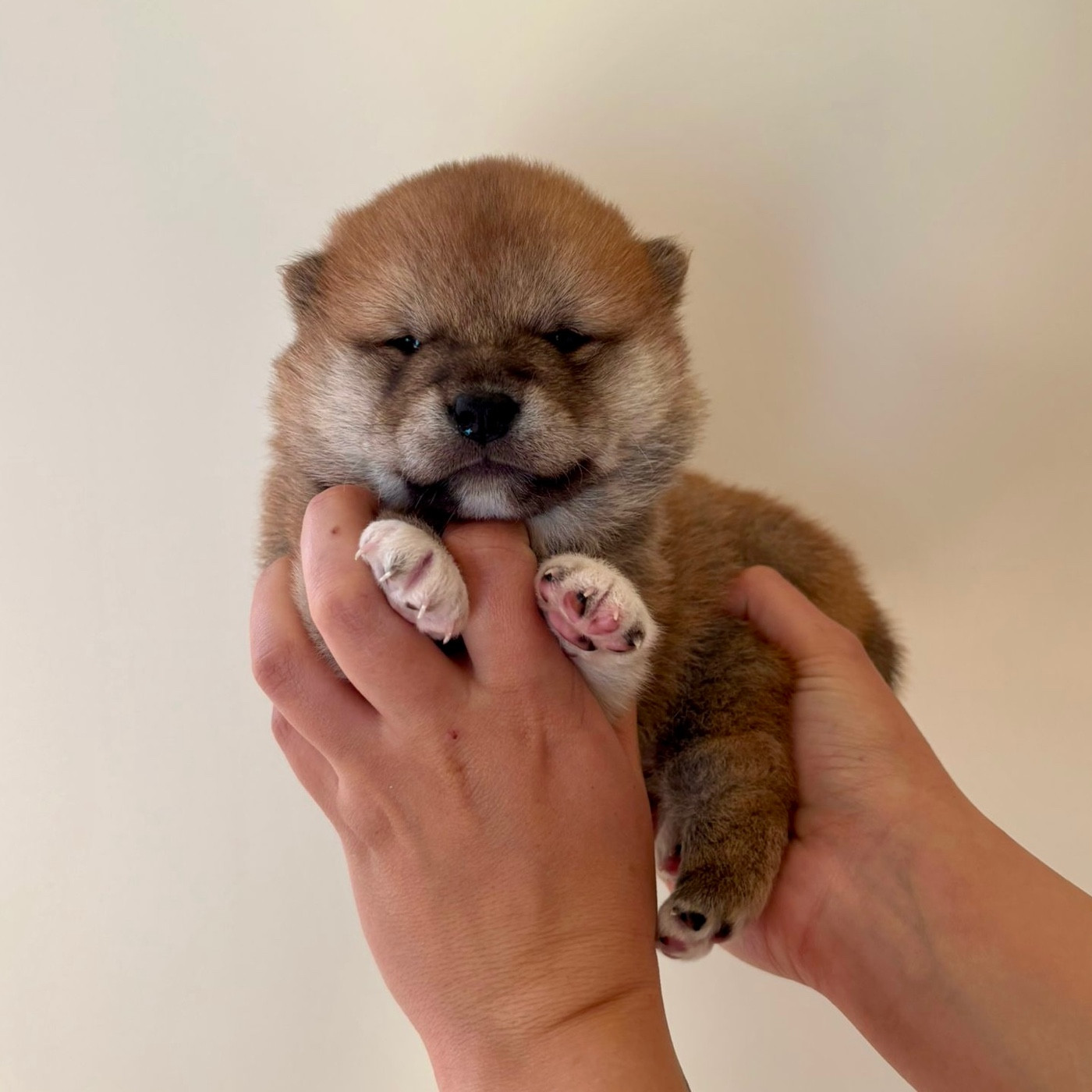 Go Tsuki Kage Kensha - Chiots disponibles - Shiba