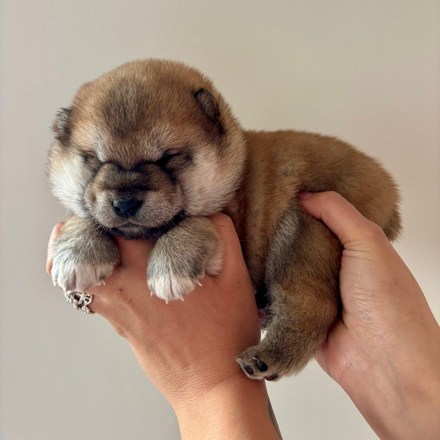 Go Tsuki Kage Kensha - Chiots disponibles - Shiba