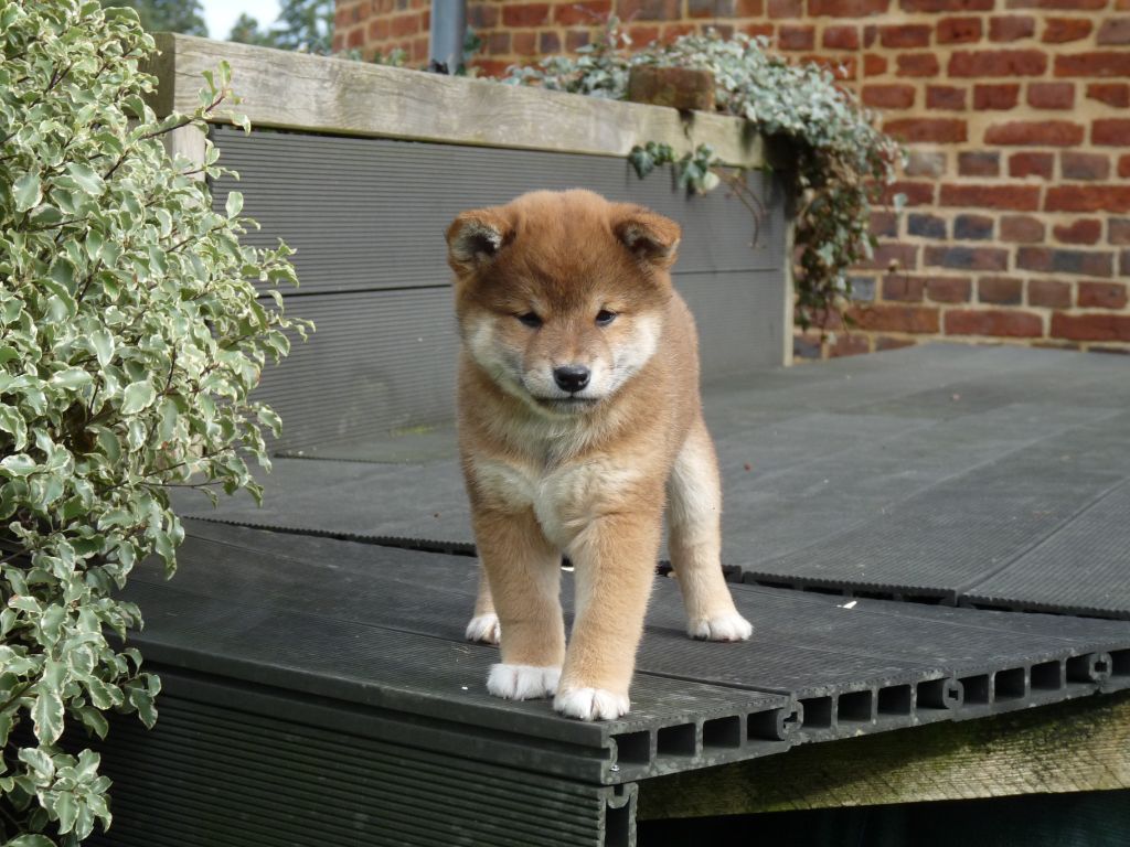 Go Tsuki Kage Kensha - Shiba - Portée née le 27/12/2023