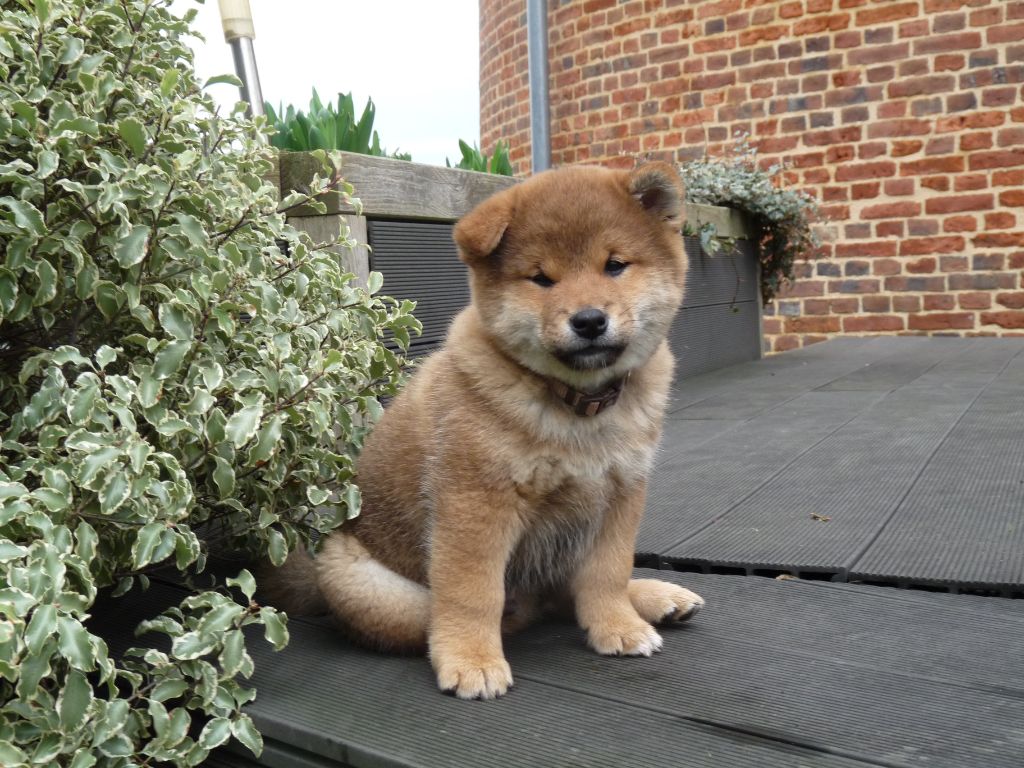 Go Tsuki Kage Kensha - Shiba - Portée née le 27/12/2023